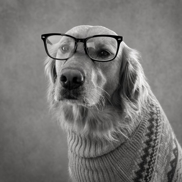 Ashoka Travis, the office dog